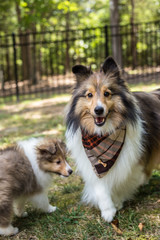 Sheltie Mom With Baby