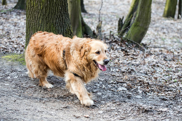 old golden retriever dog portrait