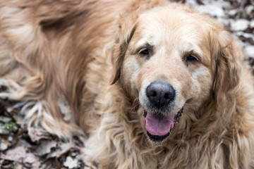 old golden retriever dog portrait