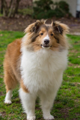 Fototapeta premium Red Sheltie