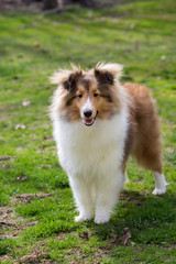 Red Sheltie