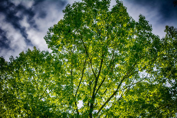 sunrise trees clouds