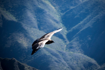 cóndor