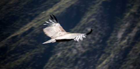 cóndor desde atrás