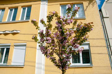 Fototapeta na wymiar blooming sakura spring in the city under an open blue sky next to green trees and bushes