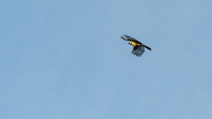 Great Tit Flight