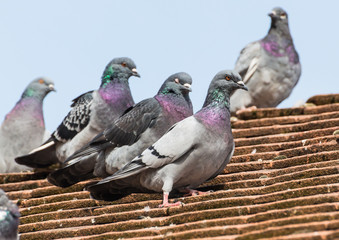 Queue Here