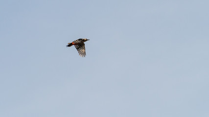 Great Spotted Woodpecker