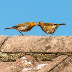 Sharing