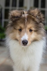 Contemplative Sheltie 