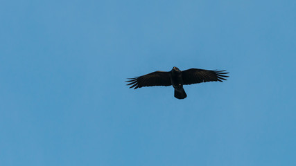 Soaring Crow