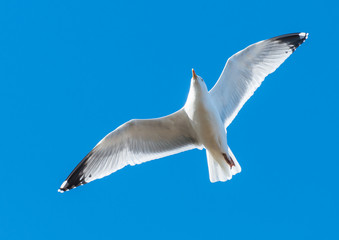 Gliding Gull