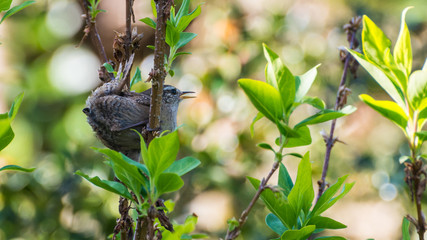 Singing Wren