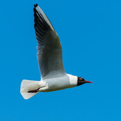 Black Headed Gull