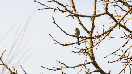 Collecting Long Tailed Tit