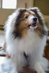 Indoor Sheltie Closeup