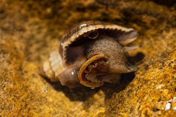 Rapana venosa, common name the veined rapa whelk, a marine gastropod mollusc or whelk, in the...