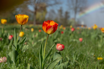 Tulpen in Wittsock