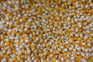 Grain dry corn