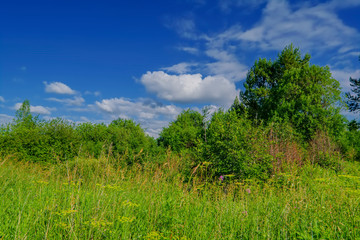Obraz premium Summer meadow landscape with green grass and wild flowers.