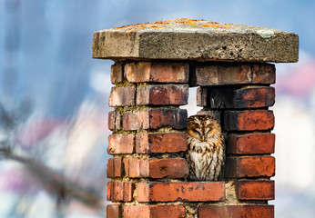 owl sleeping in the chimney