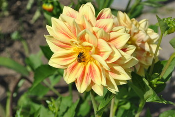 yellow flower in the garden
