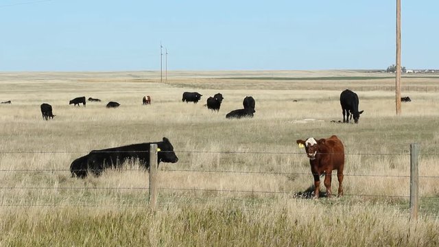 Herd of cows in Alberta, Canada. Brown calf looking through fence at the camera.