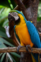 Blue and Yellow Macaw Parrot, the largest parrots in the world