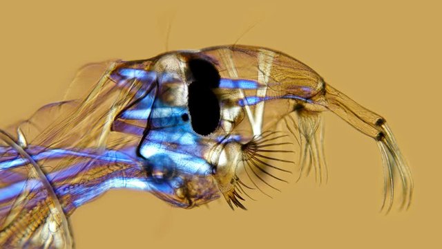 mosquito larvae under a microscope, head Khaoborus, visible internal structure of organs, diverse life in colors