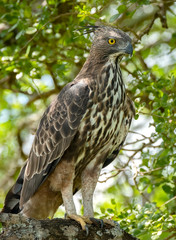 Crested Serpent Eagle (Spilornis cheela), Yala National Park, Sri Lanka