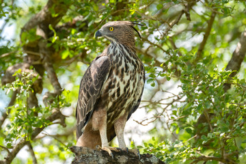 Crested Serpent Eagle (Spilornis cheela), Yala National Park, Sri Lanka