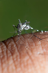 this small but deadly tiger mosquito has settled on her hand and is about to suck all the blood possible