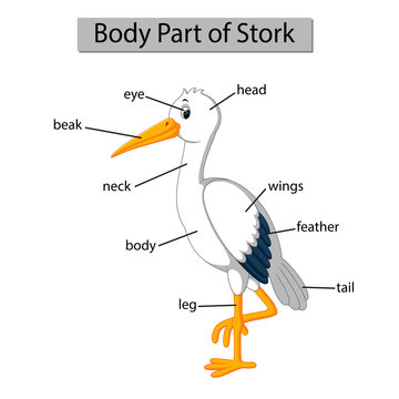 Diagram showing body part of stork