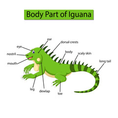 Diagram showing body part of Iguana