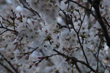 Cherry blossoms in Japan