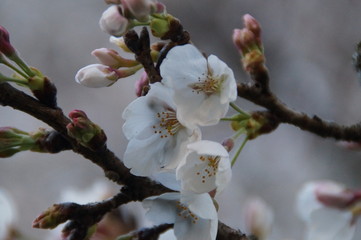 Cherry blossoms in Japan