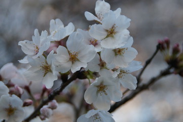 Cherry blossoms in Japan