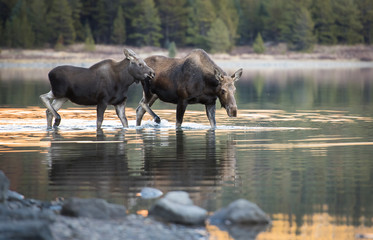 Moose in the Rocky Mountains