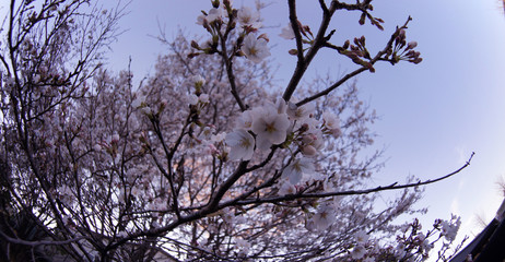 Cherry blossoms in Japan