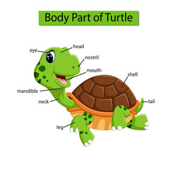 Diagram showing body part of turtle