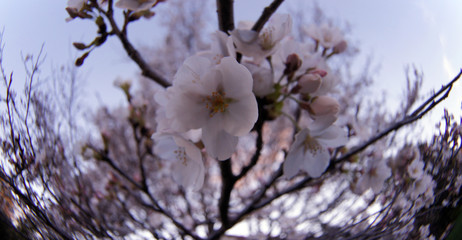 Cherry blossoms in Japan