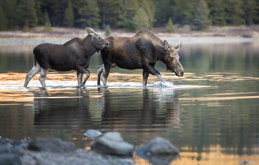 Fototapeta na wymiar Moose in the Rocky Mountains