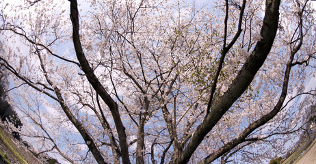 Cherry blossoms in Japan