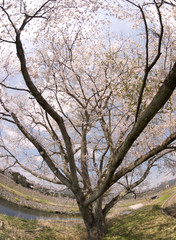 Cherry blossoms in Japan