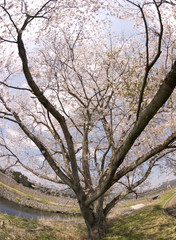 Naklejka premium Cherry blossoms in Japan