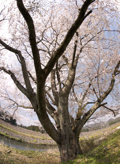 Cherry blossoms in Japan