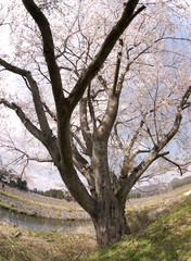 Cherry blossoms in Japan
