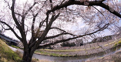 Cherry blossoms in Japan