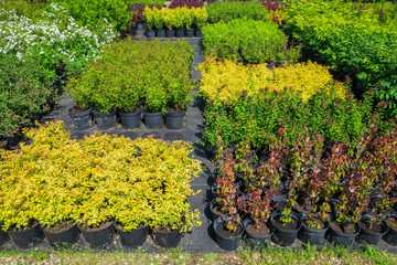 Spirea plants in plastic pots, seedling of plants at plant nursery.
