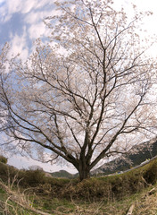 Cherry blossoms in Japan